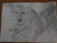 Drawing 10: My host family's dog, Ask